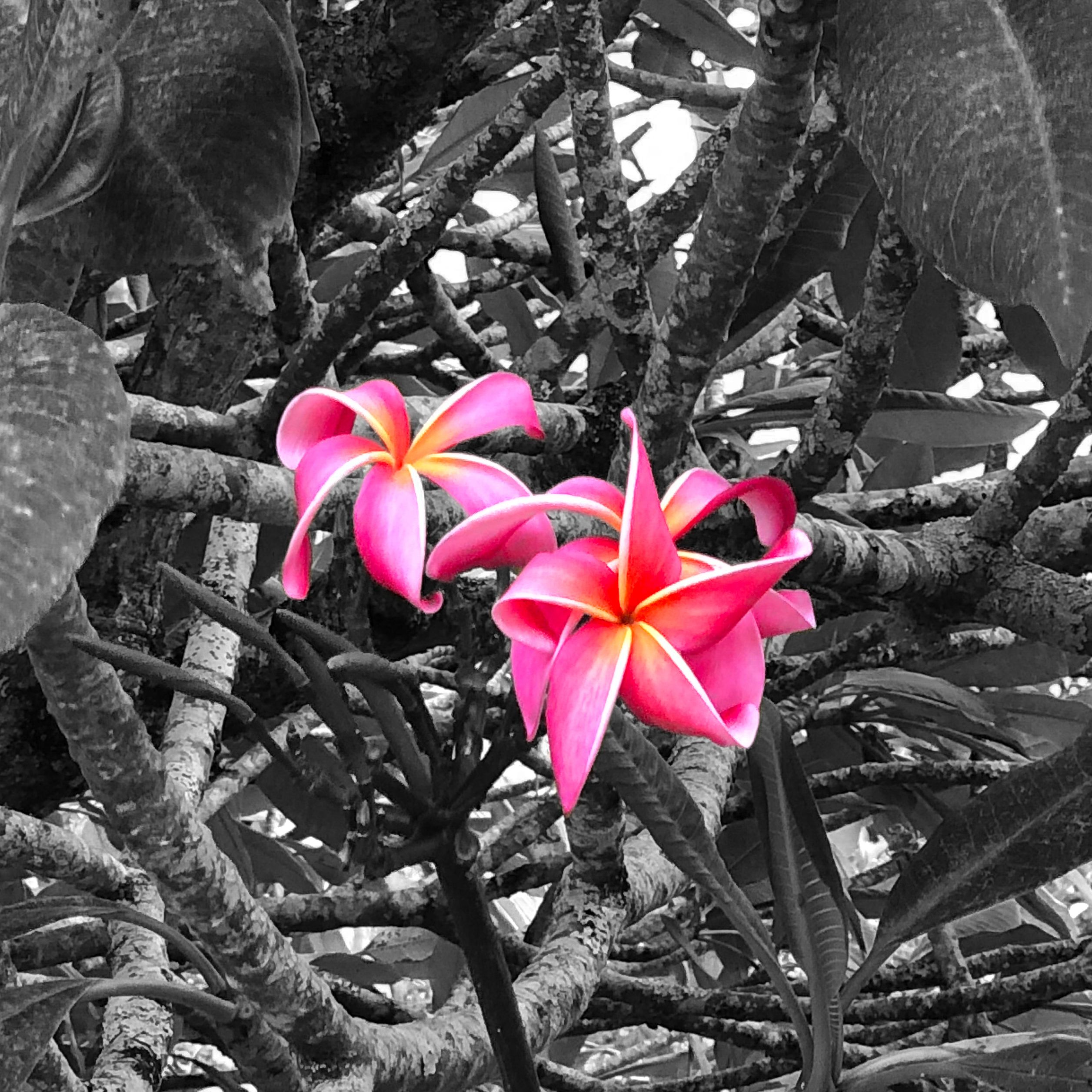 Plumerias