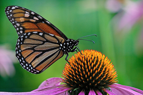 Monarch on a cone flower