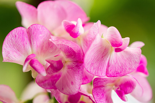 Pink sweet pea flower macro shot