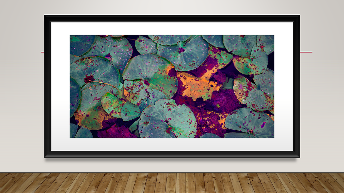 Lenexa Lake Lily pads Feb  png