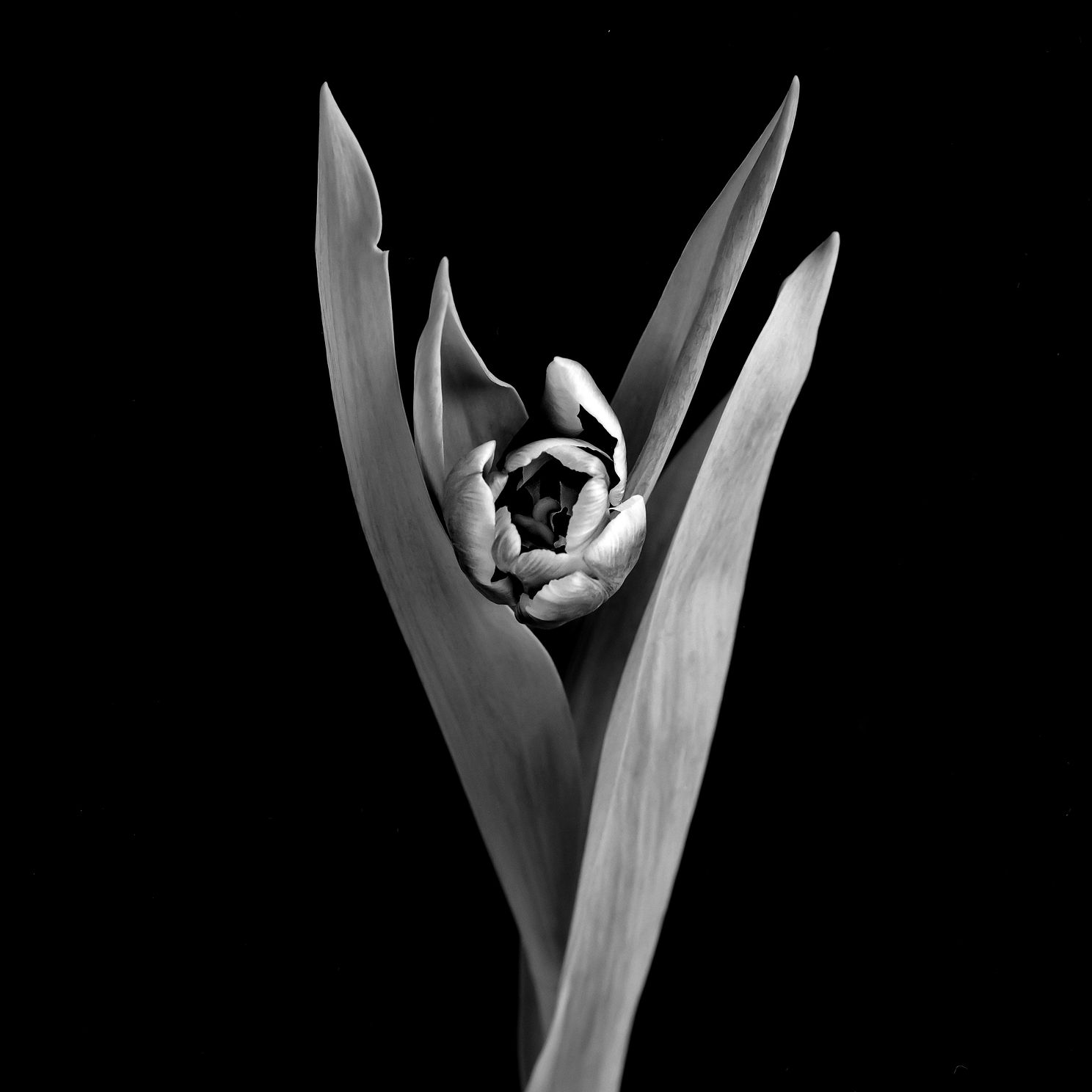 flowers007.jpg