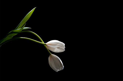 Tulip_2.jpg