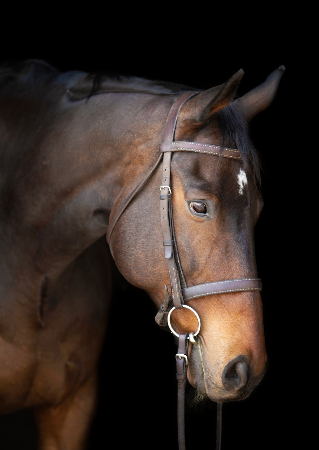thoroughbred-horse-and-black-background.jpg 1