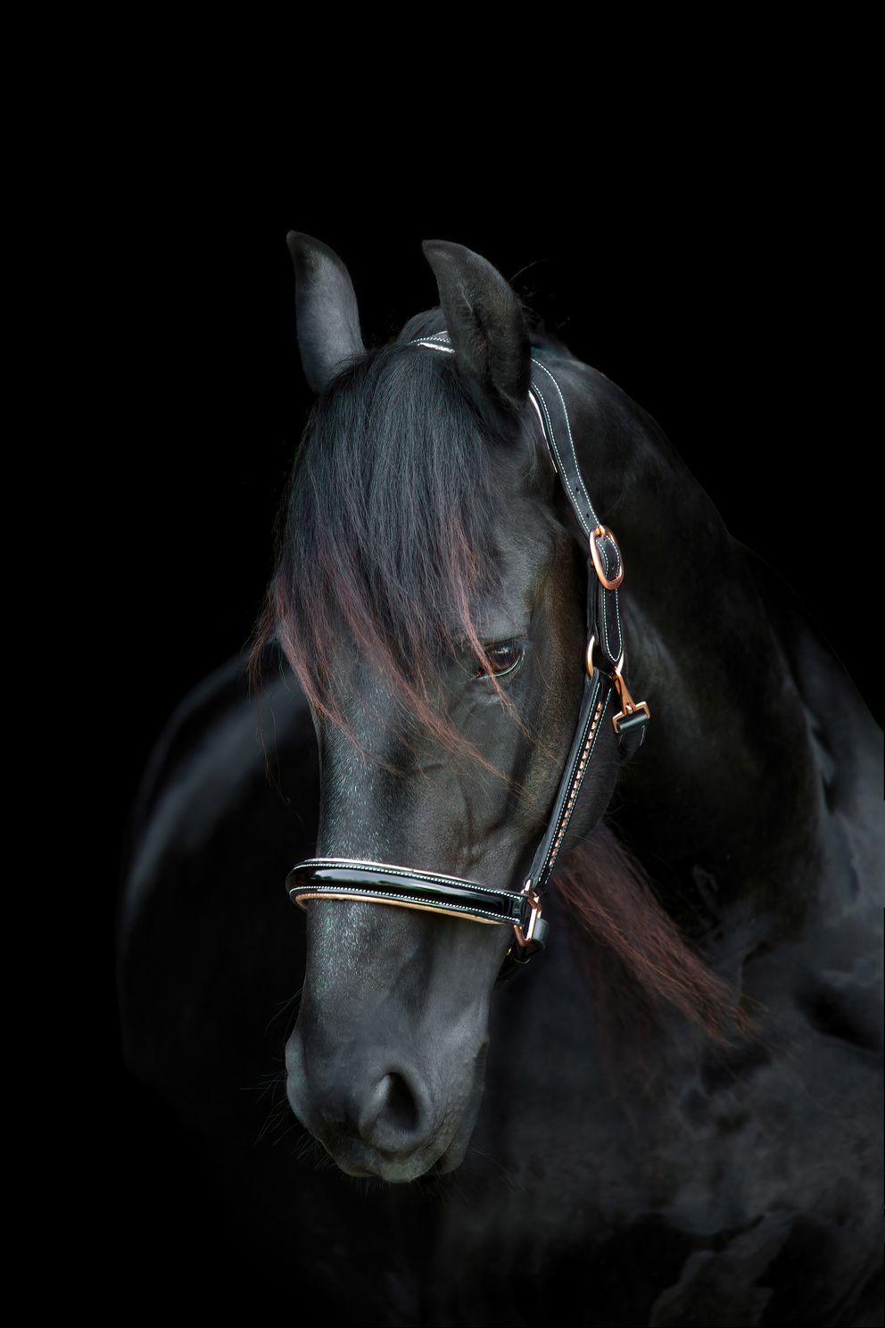 fresian-horse-on-black-background.jpg 1