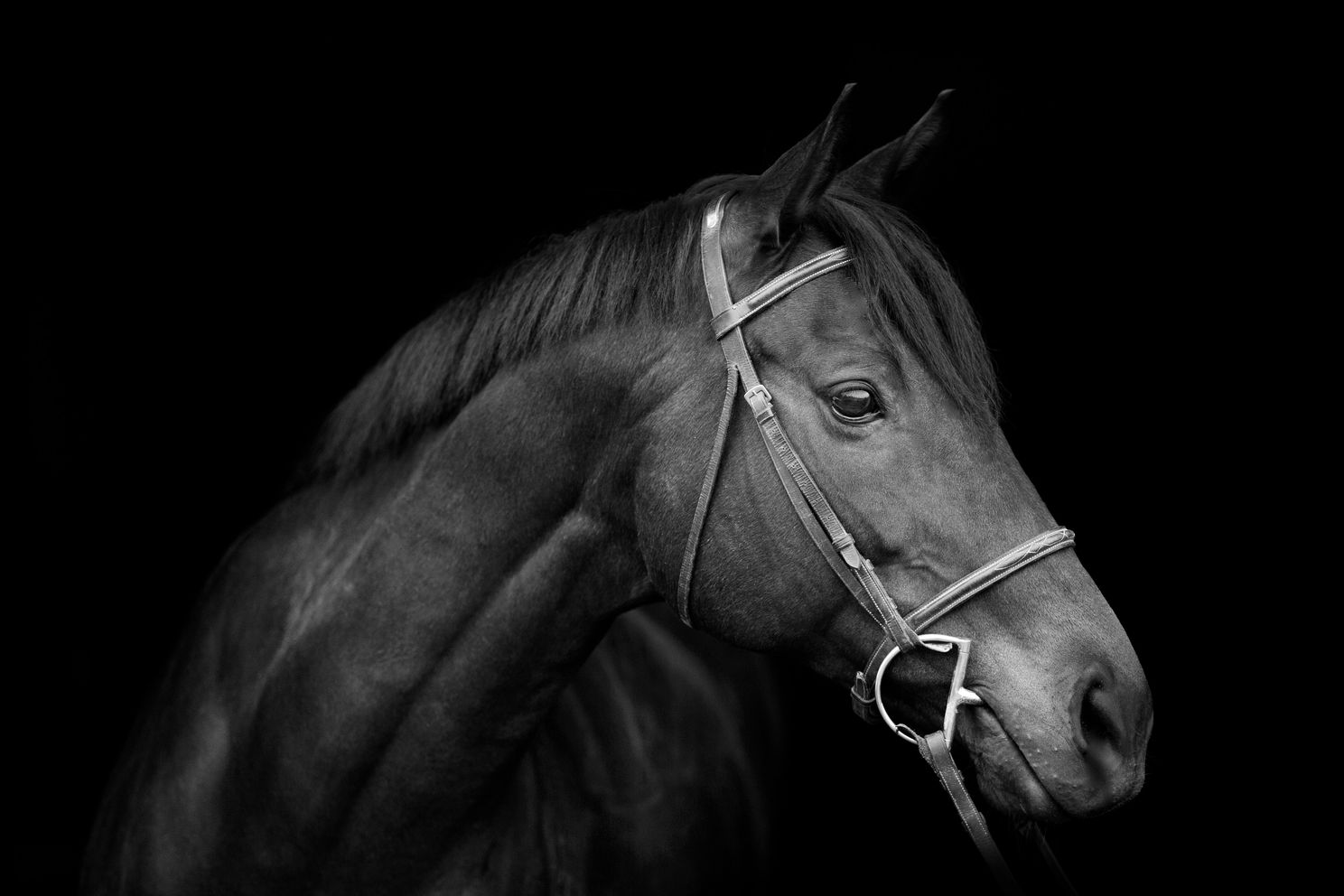 thoroughbred-horse-on-black-background.jpg 1