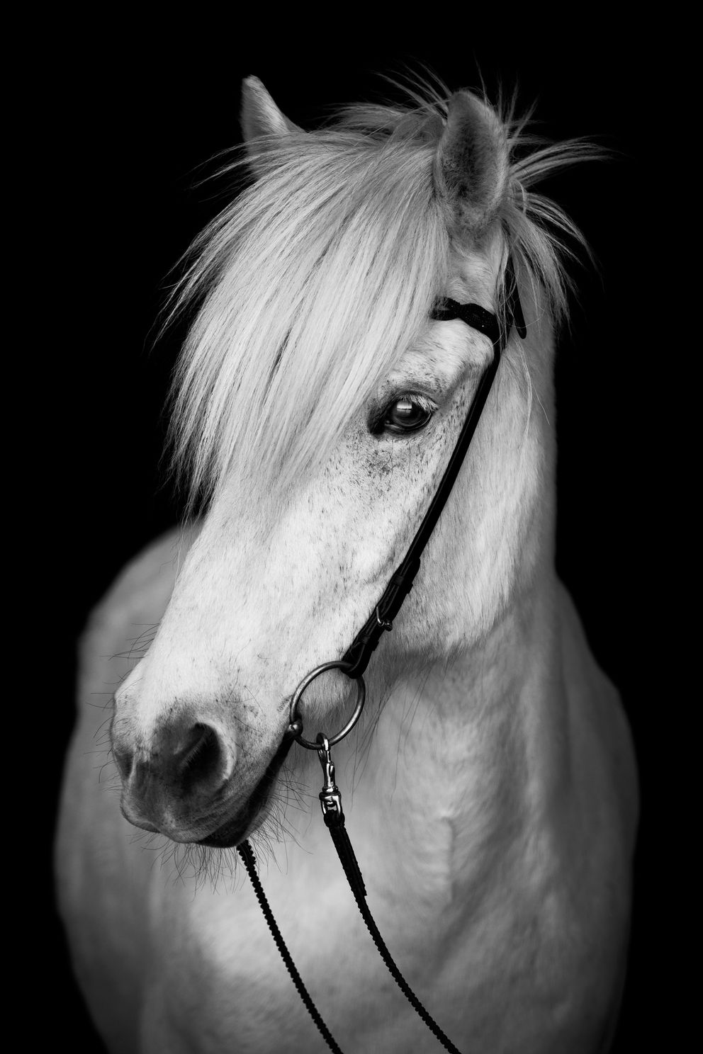 icelandic-horse-on-black-background.jpg 1