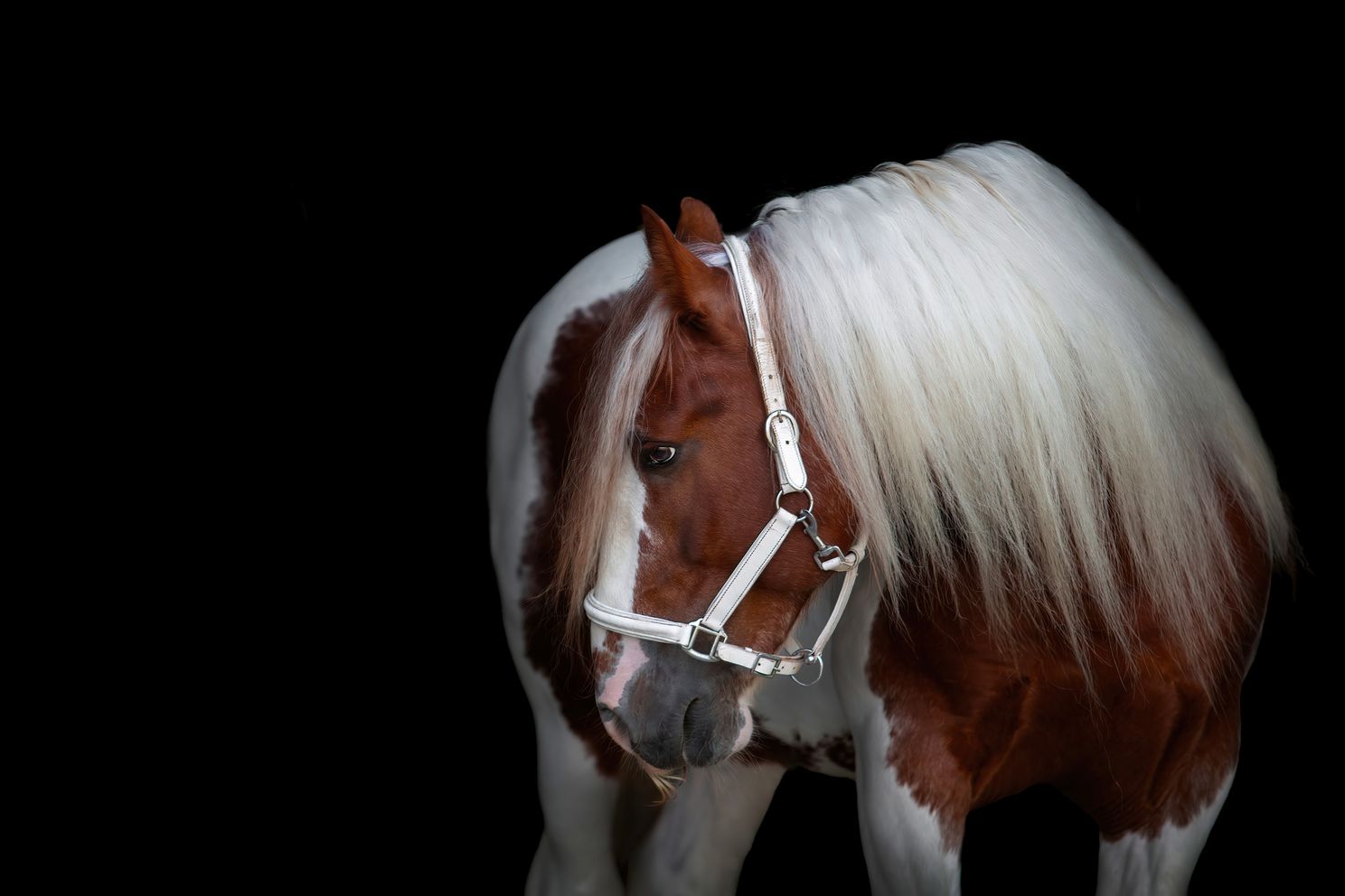 gypsy-vayner-horse-on-black-background.jpg 1