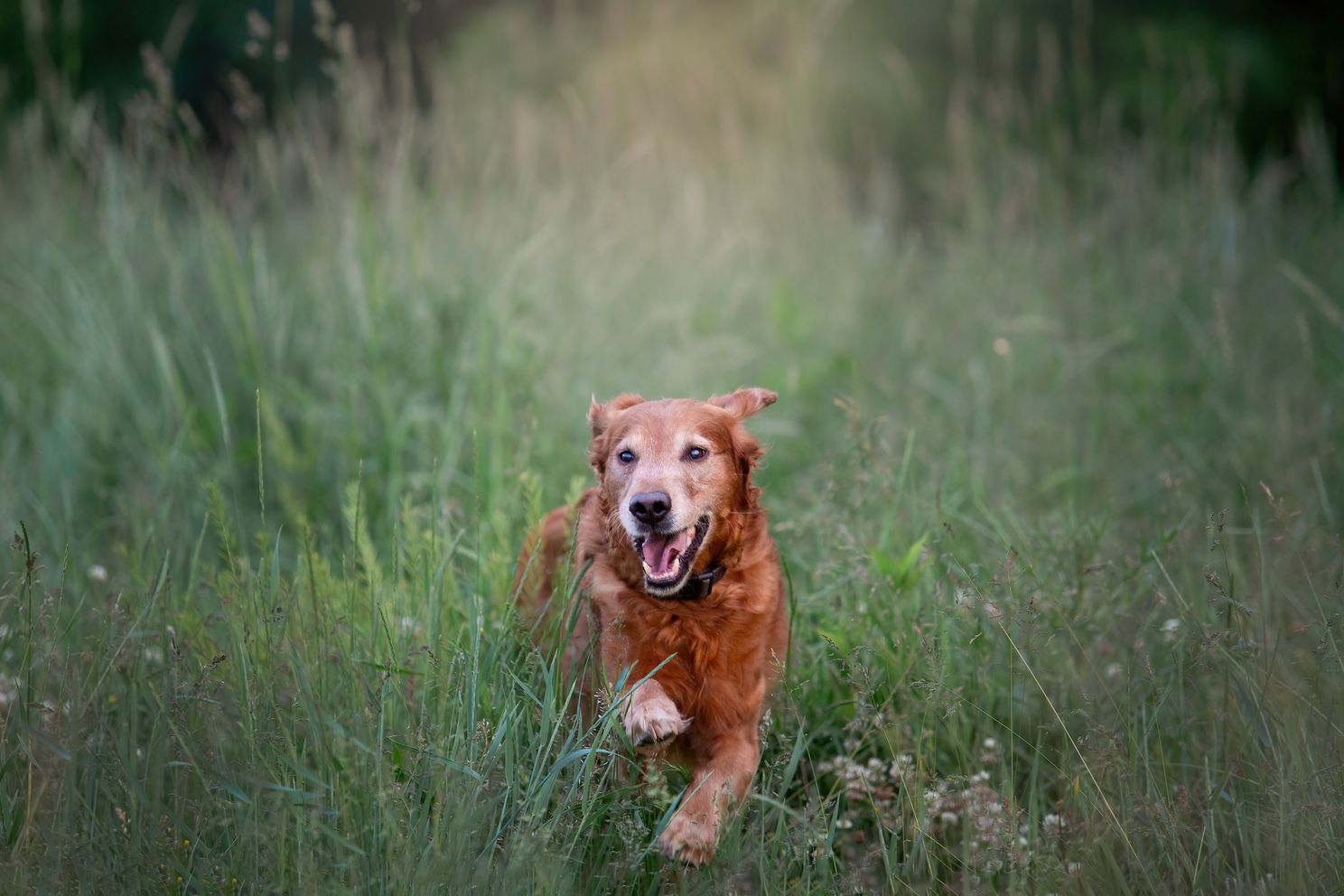 Golden-retriever-dog-in-field.jpg 1