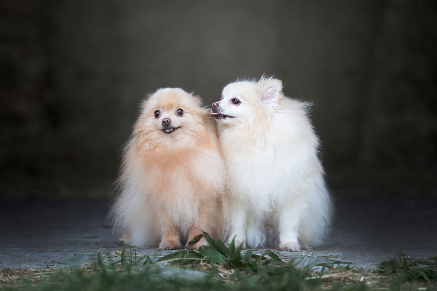 Pomeranian-dogs.jpg 1