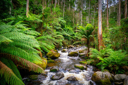 Landscape Naturejpg