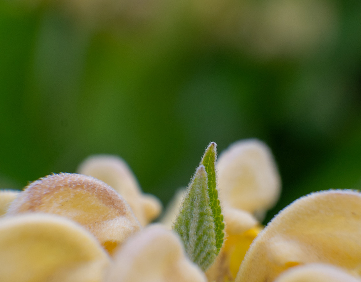 RunnyCustard macro blog imagesjpg