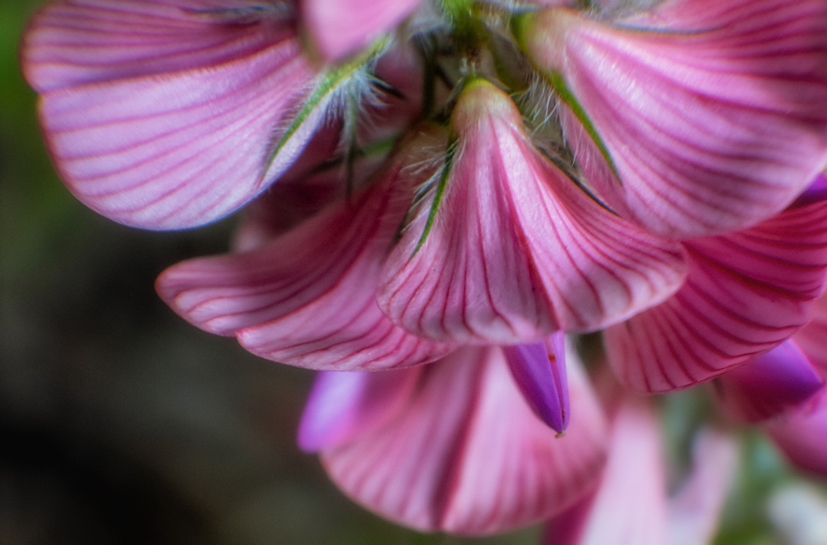 Close up of Vetches