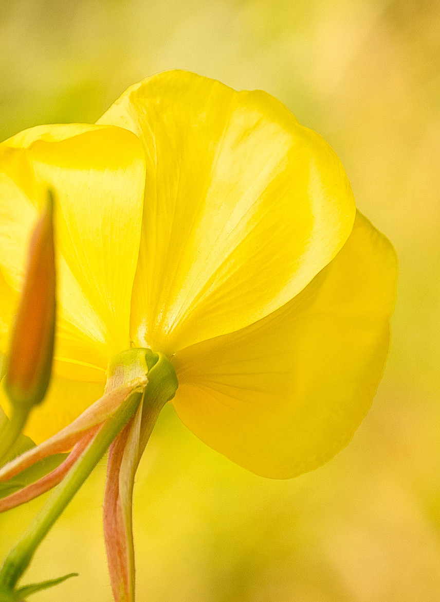Yellow flower from behind