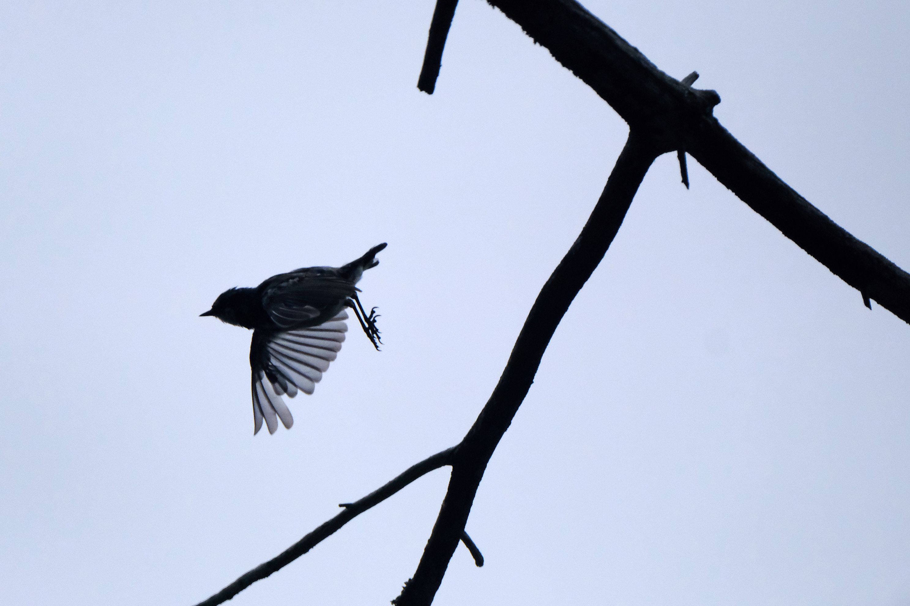 DSCF1555.jpg