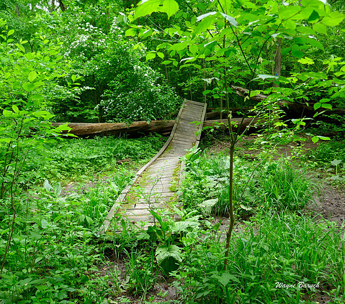Walkway to Greenery