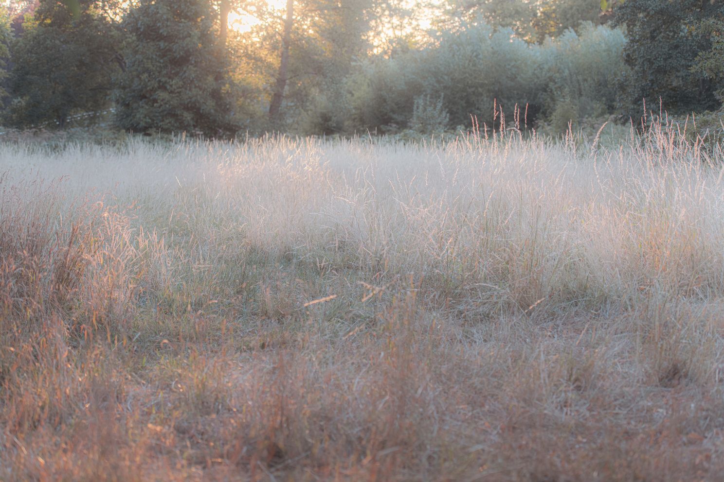 Grass field, Beddington Park London, golden hour