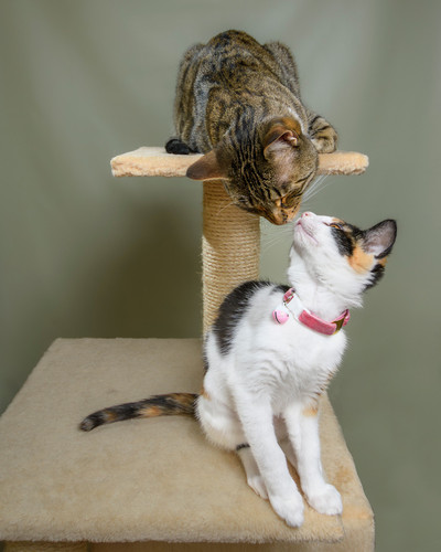 Professional pet photography of a tabby cat kissing a calico kitten in Akron Ohio