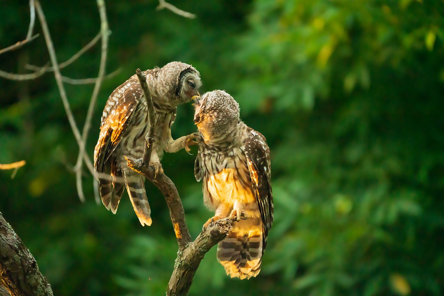 owls kissingjpg