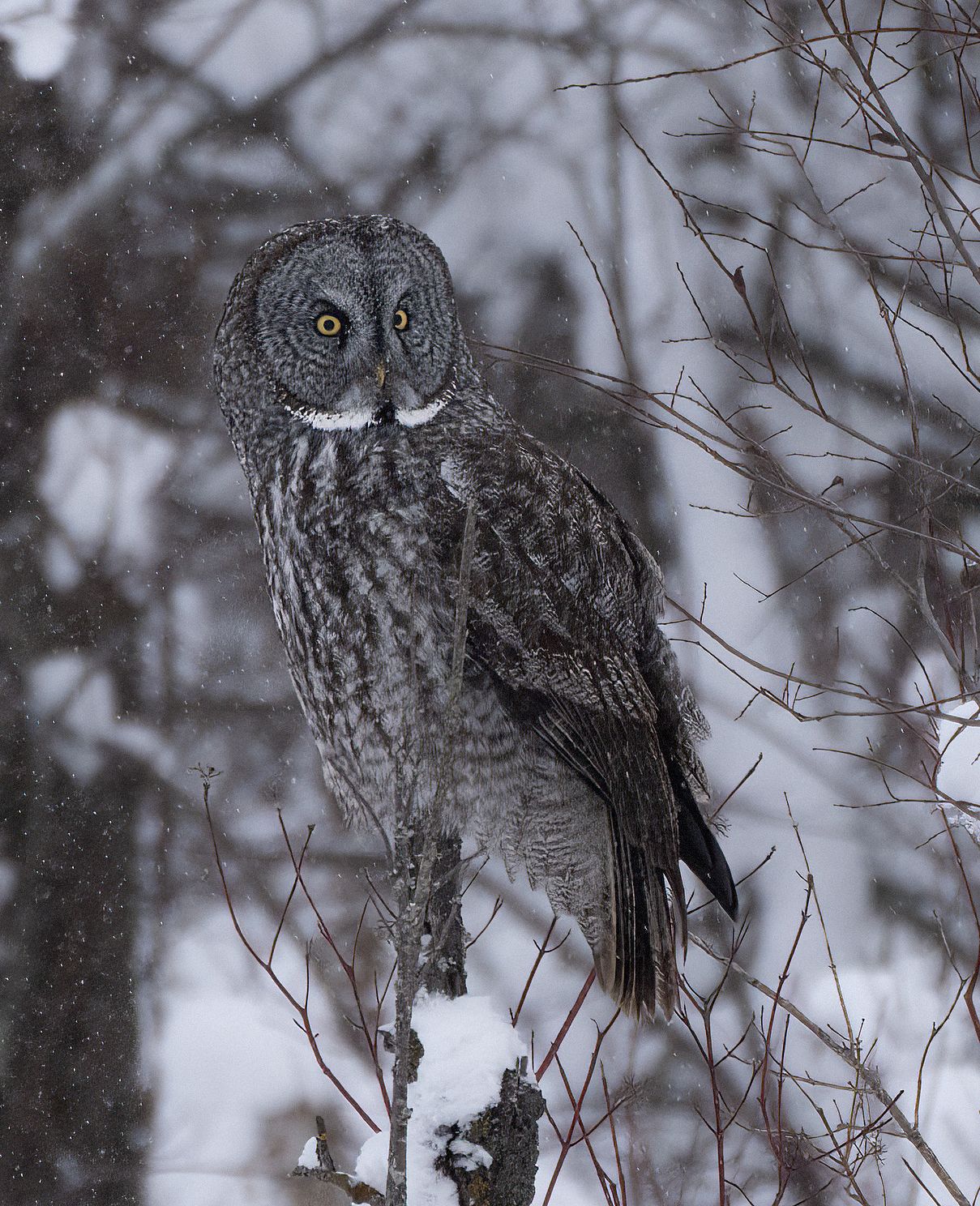 Great Grey Owl in the woodsjpg