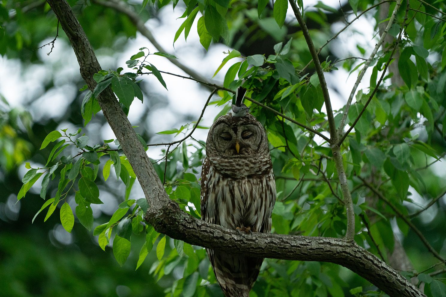 owl with nuthacthjpg