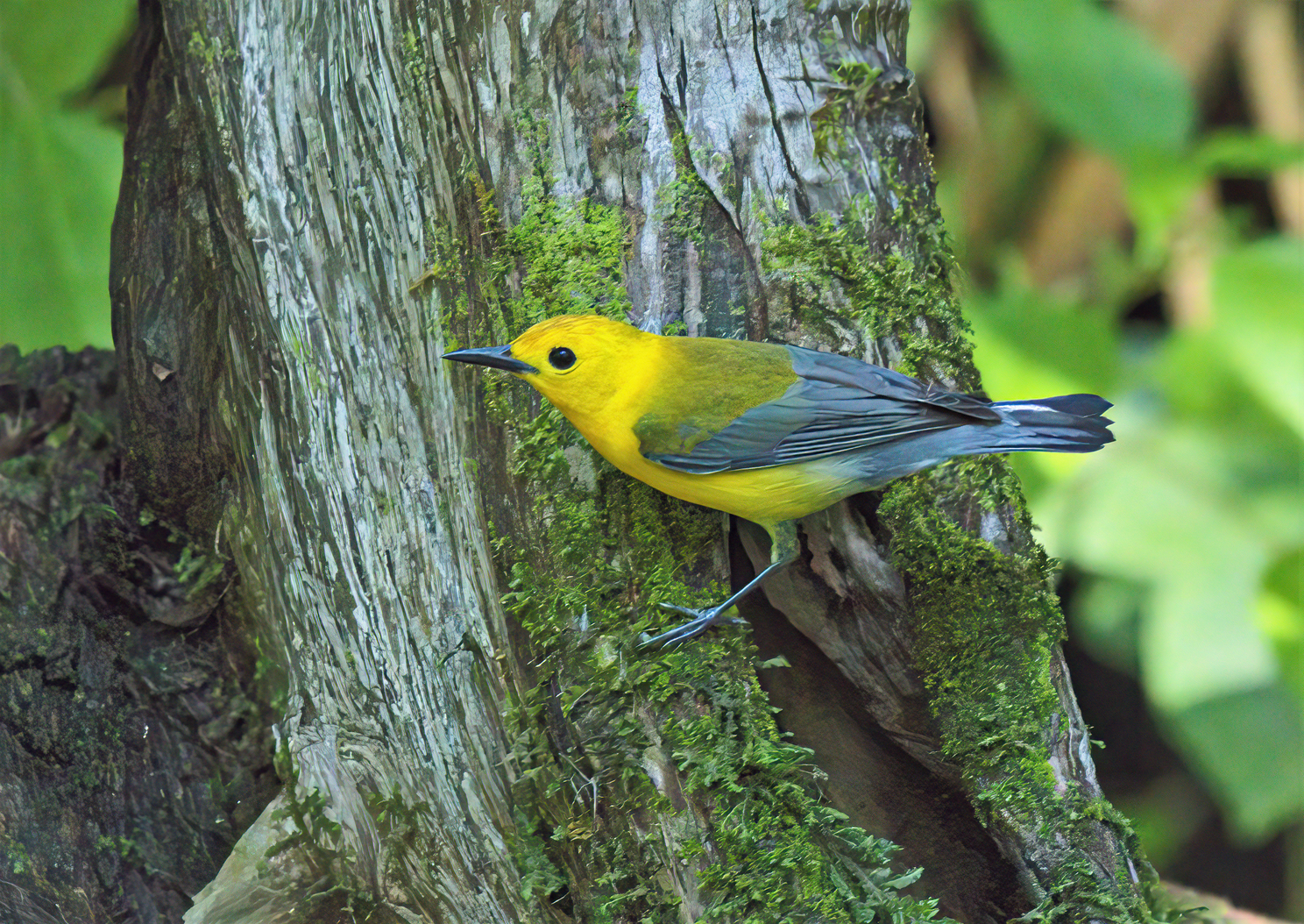 Prothonotary Warbler Full