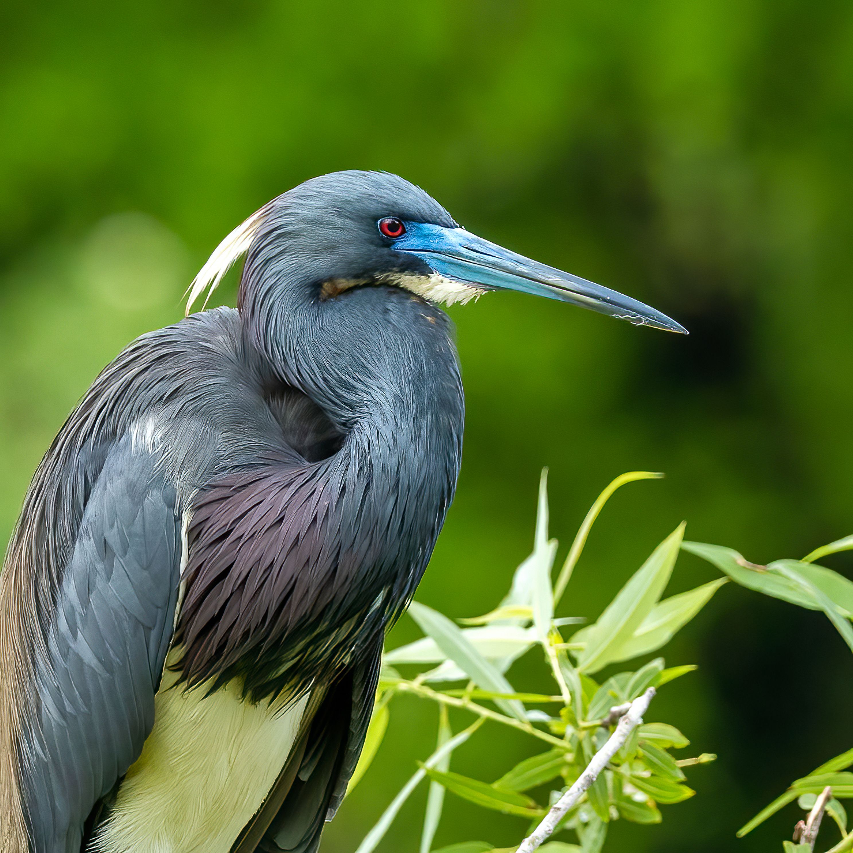 TriColor Heron