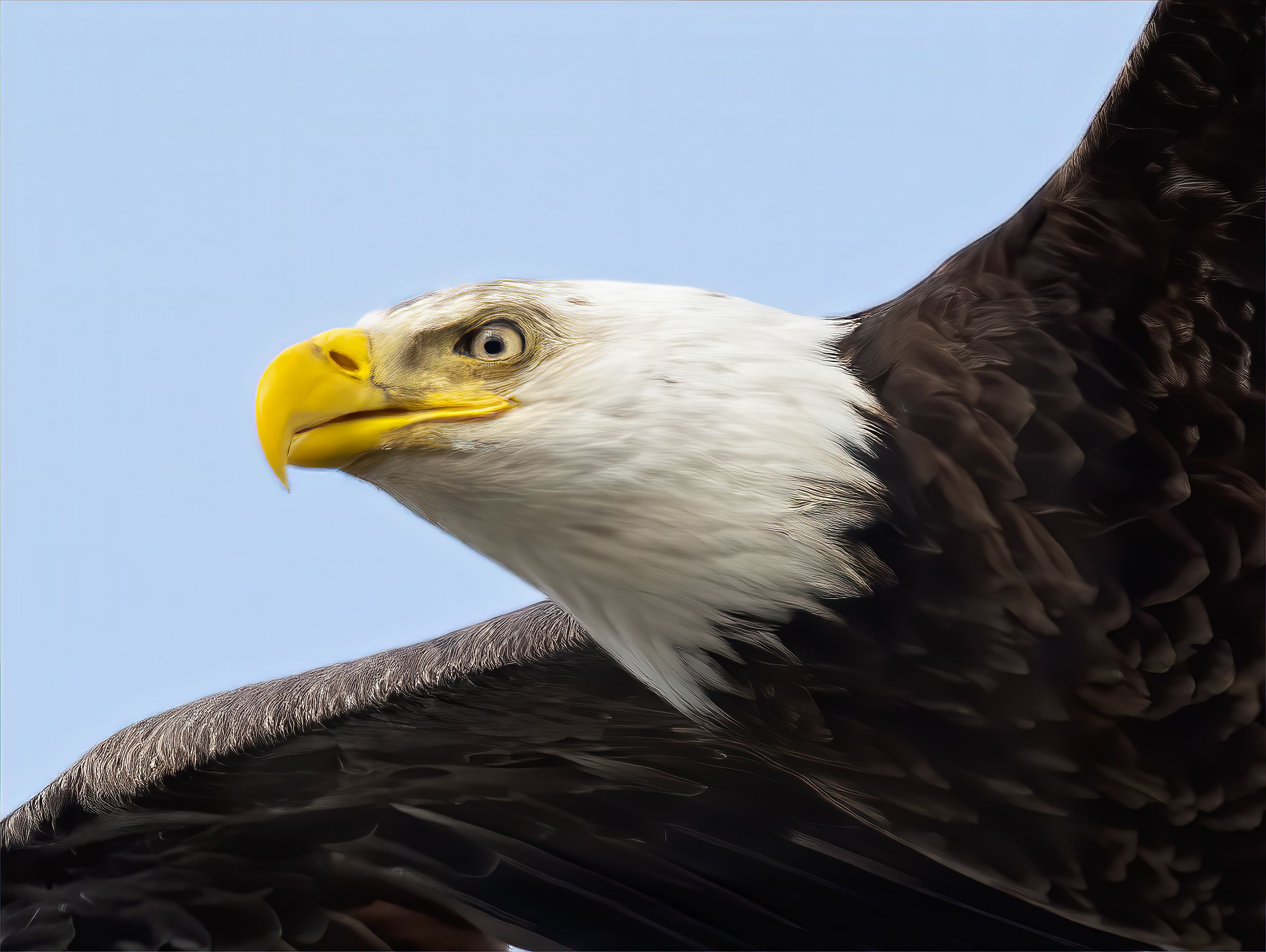 Bald Eagle Close Up