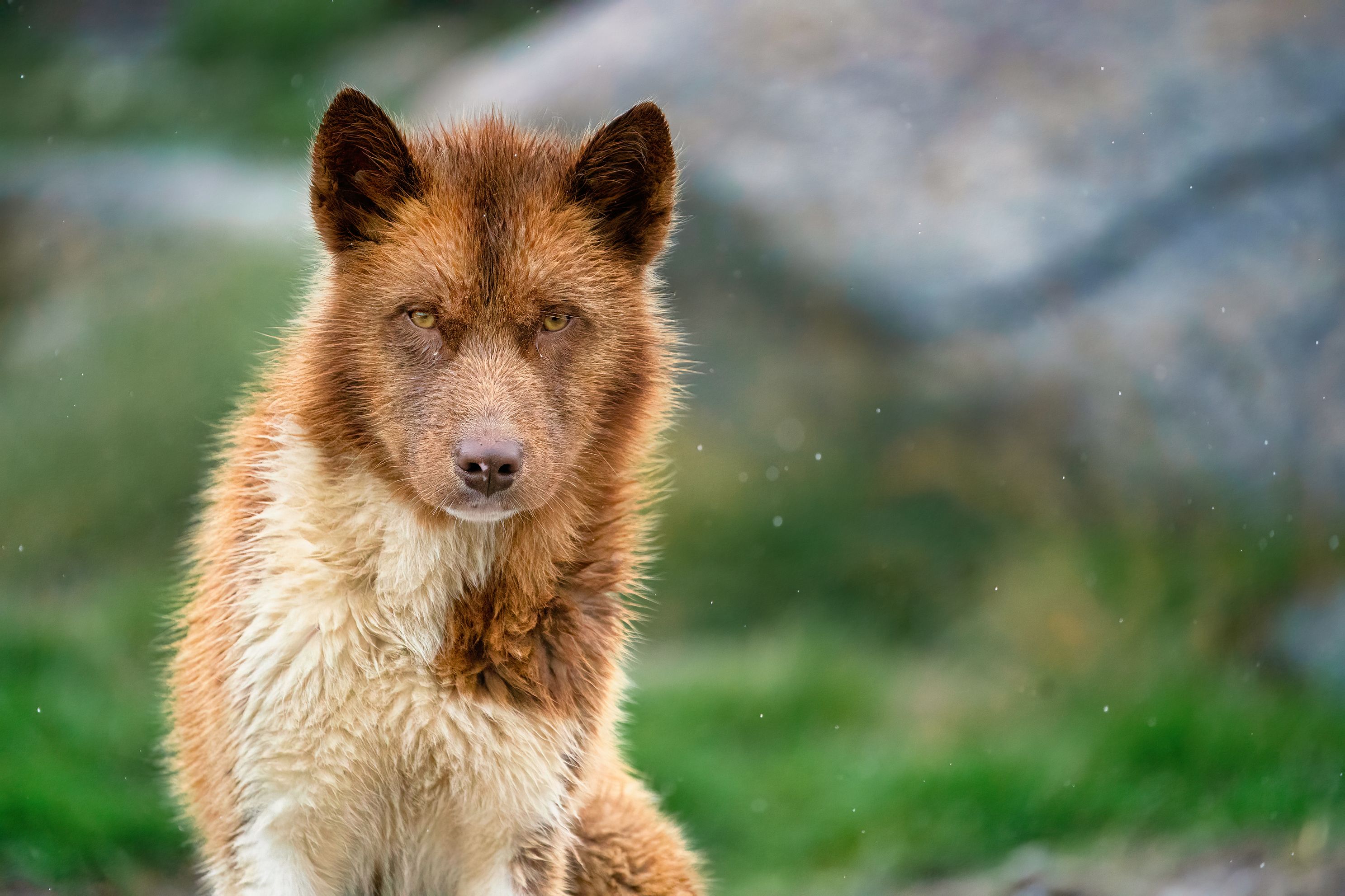 Sled Dog Pup