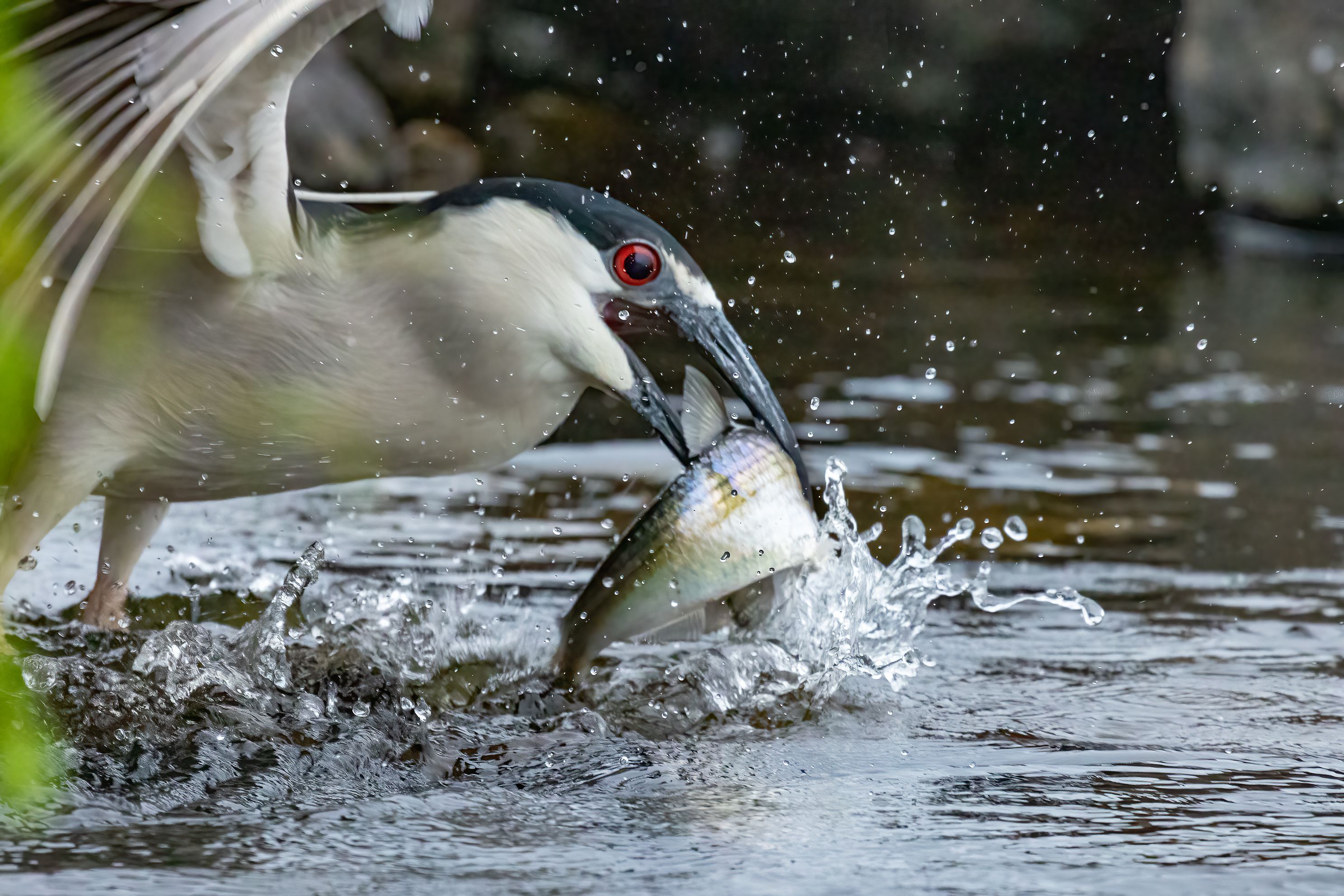 Black Crowned Night Heron catching a fish