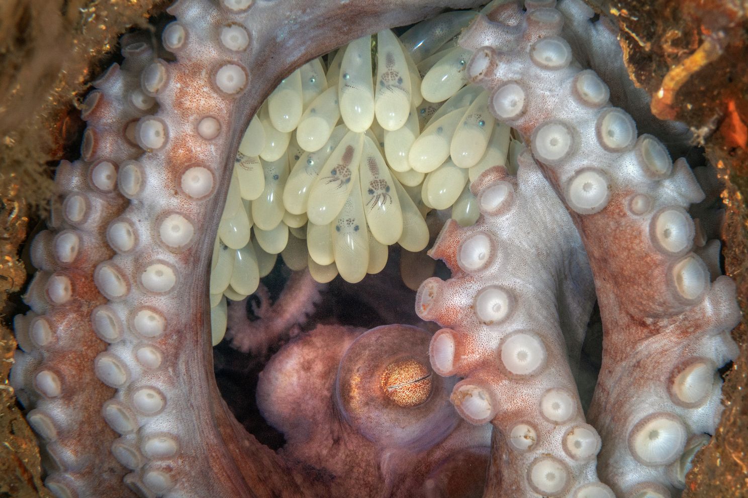 a reef octopus with hundreds of eggs with developing baby octopus inside