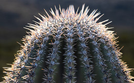Saguaro National Park