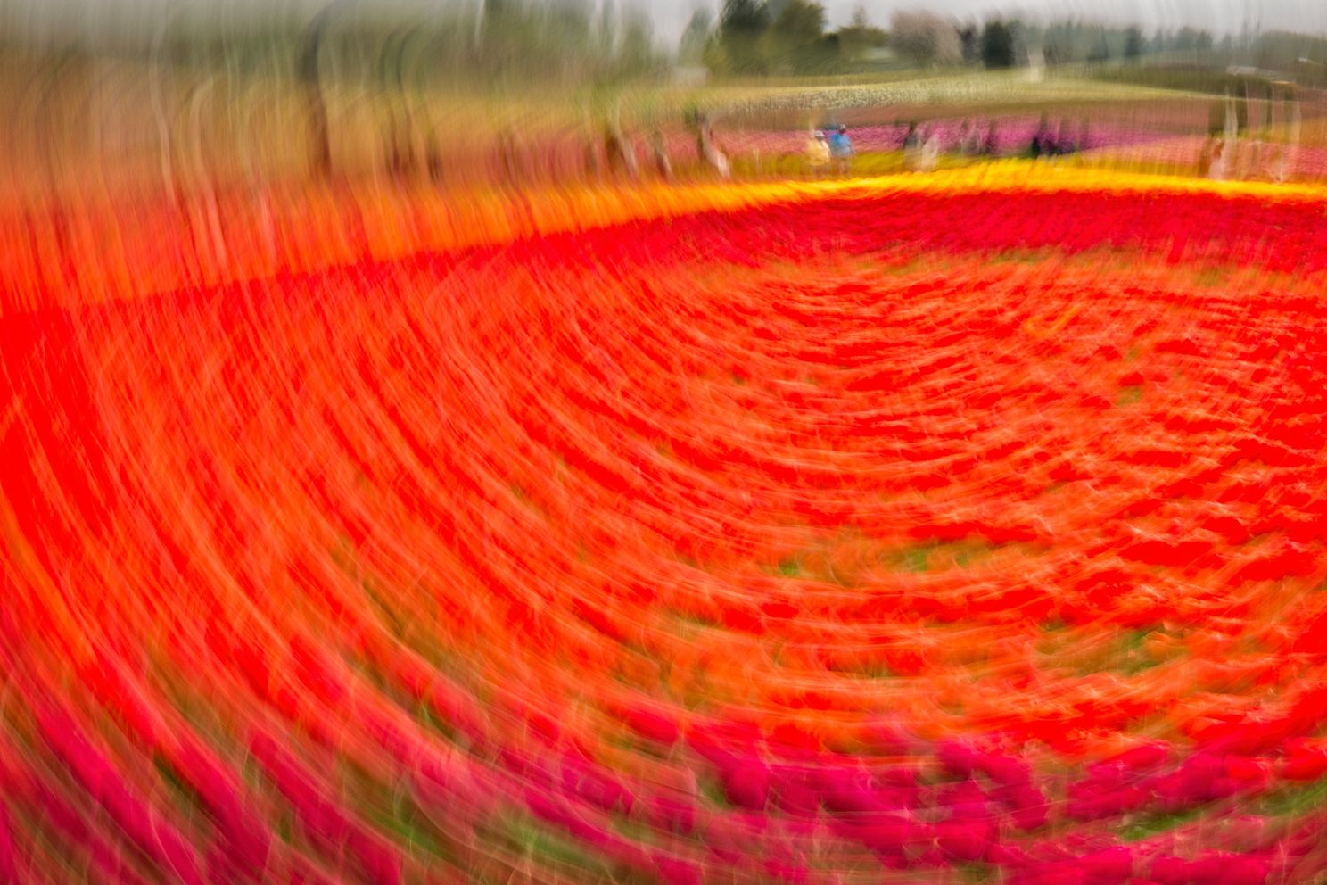 Tulip Illusions