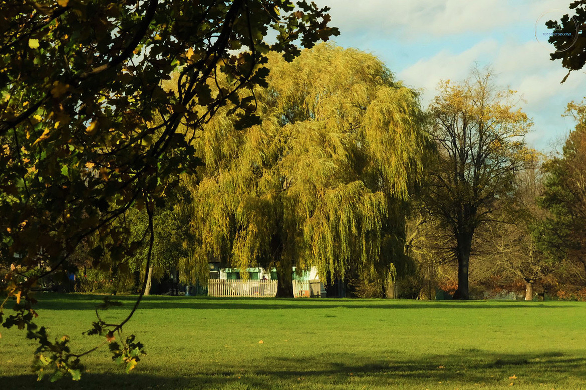 Weeping Willow
