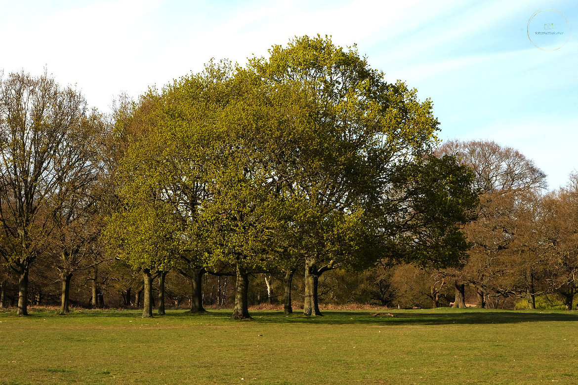 Trees In A Park