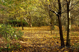 Forest.jpg