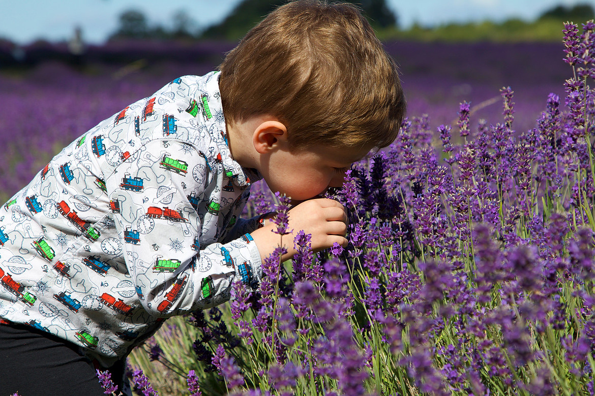 HENRY LAVENDER jpg