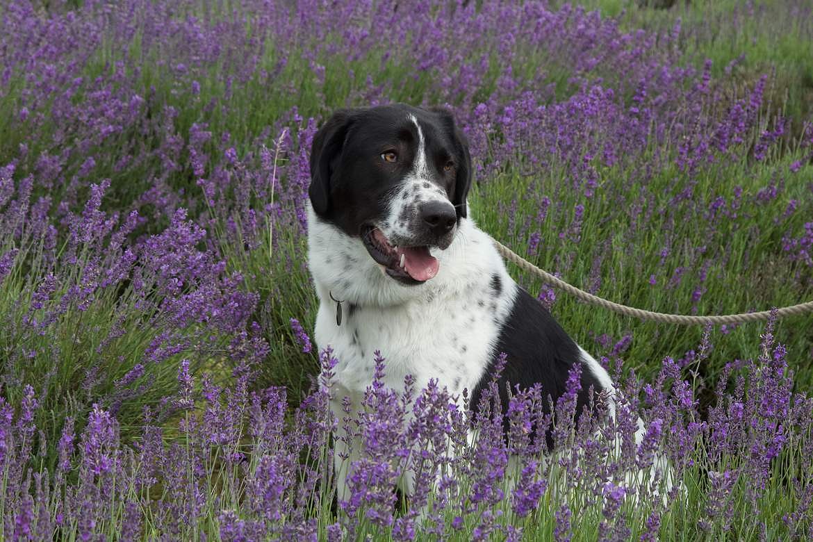 Pet Lavender