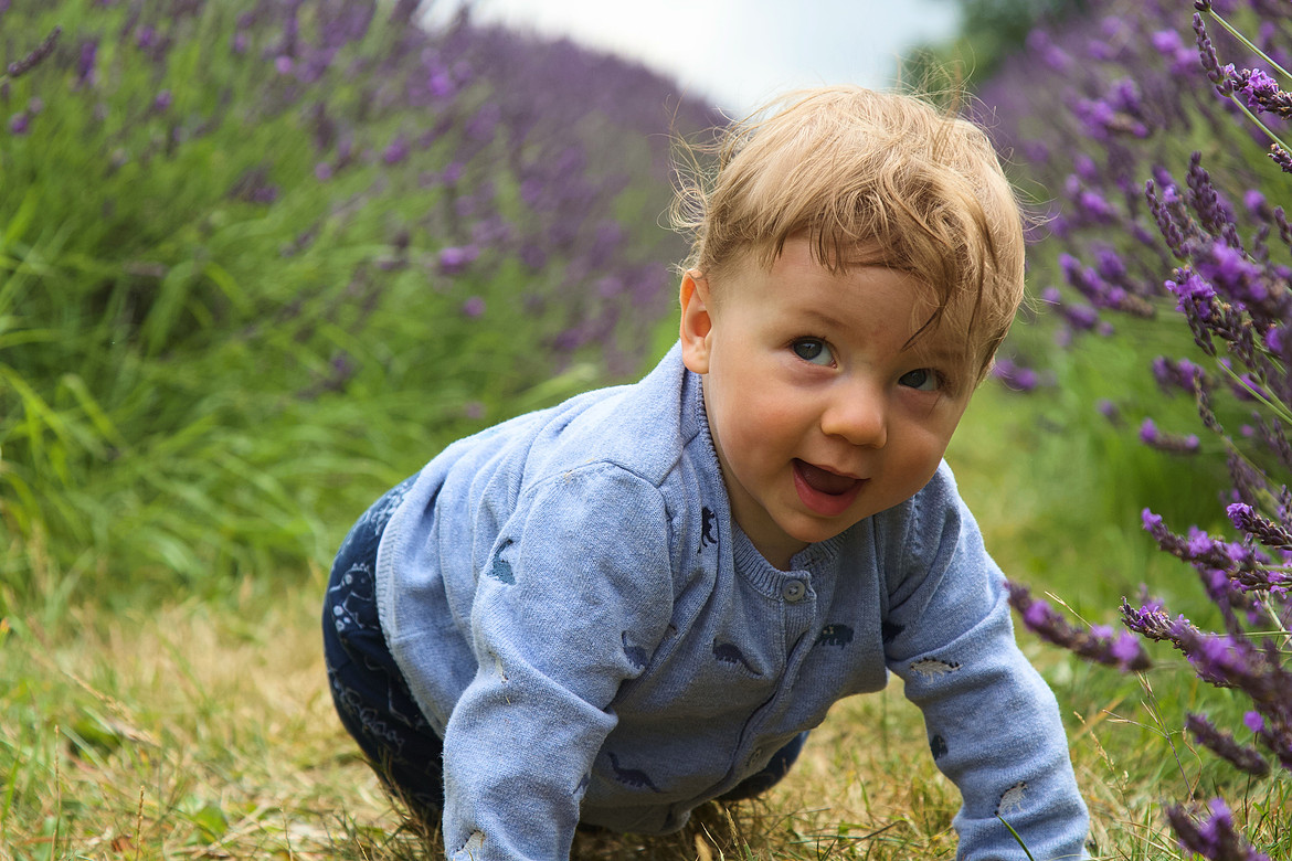 Lavender