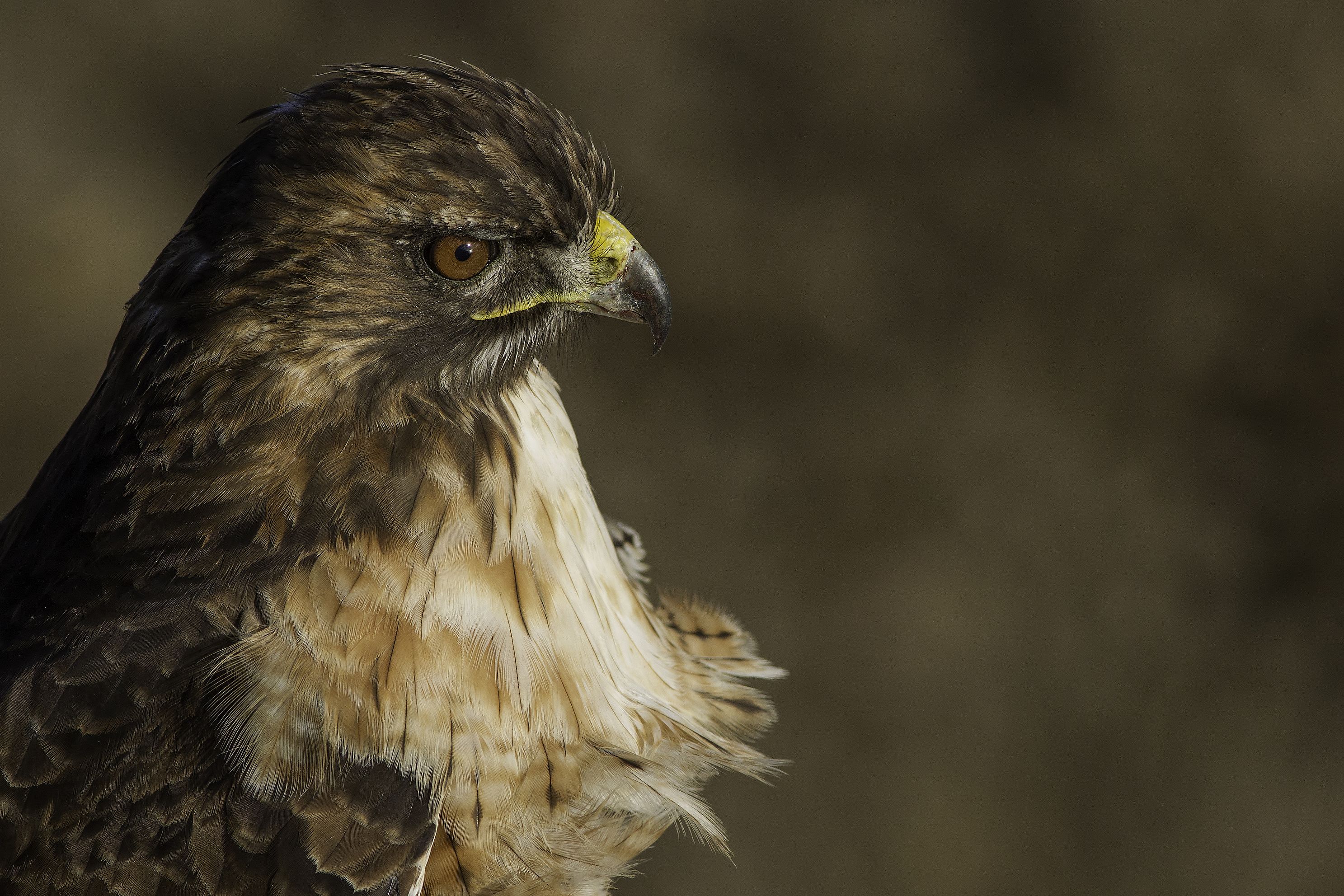 redtailedhawkjpg