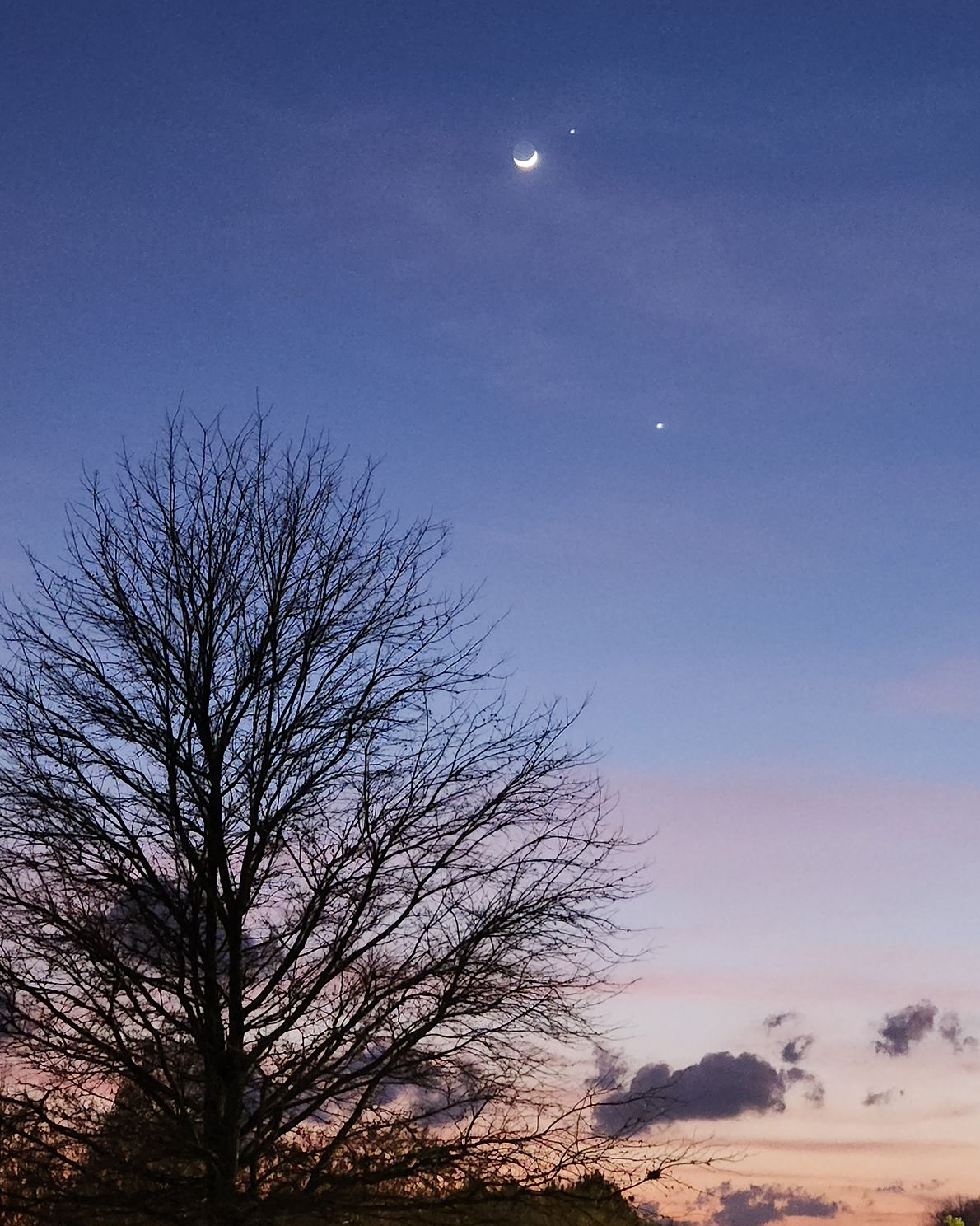 tree silhouette with moon