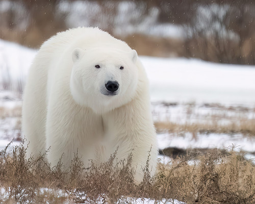 Casual Stroll Across the Tundra