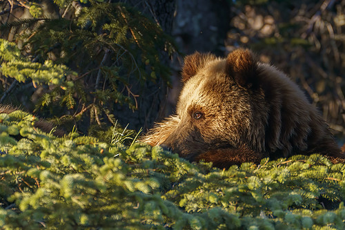 Brown Bear Cub II