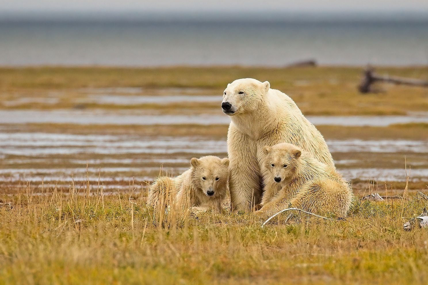 Hudson Bay Family