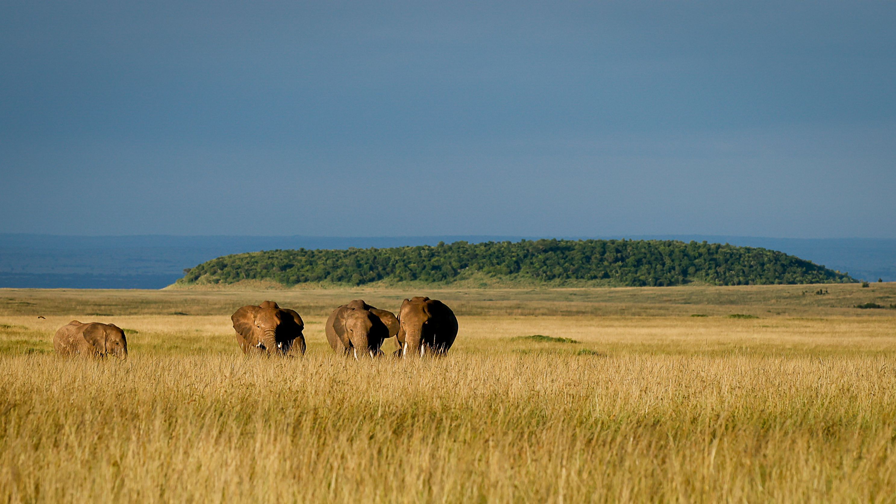 Elephant herd East Africa