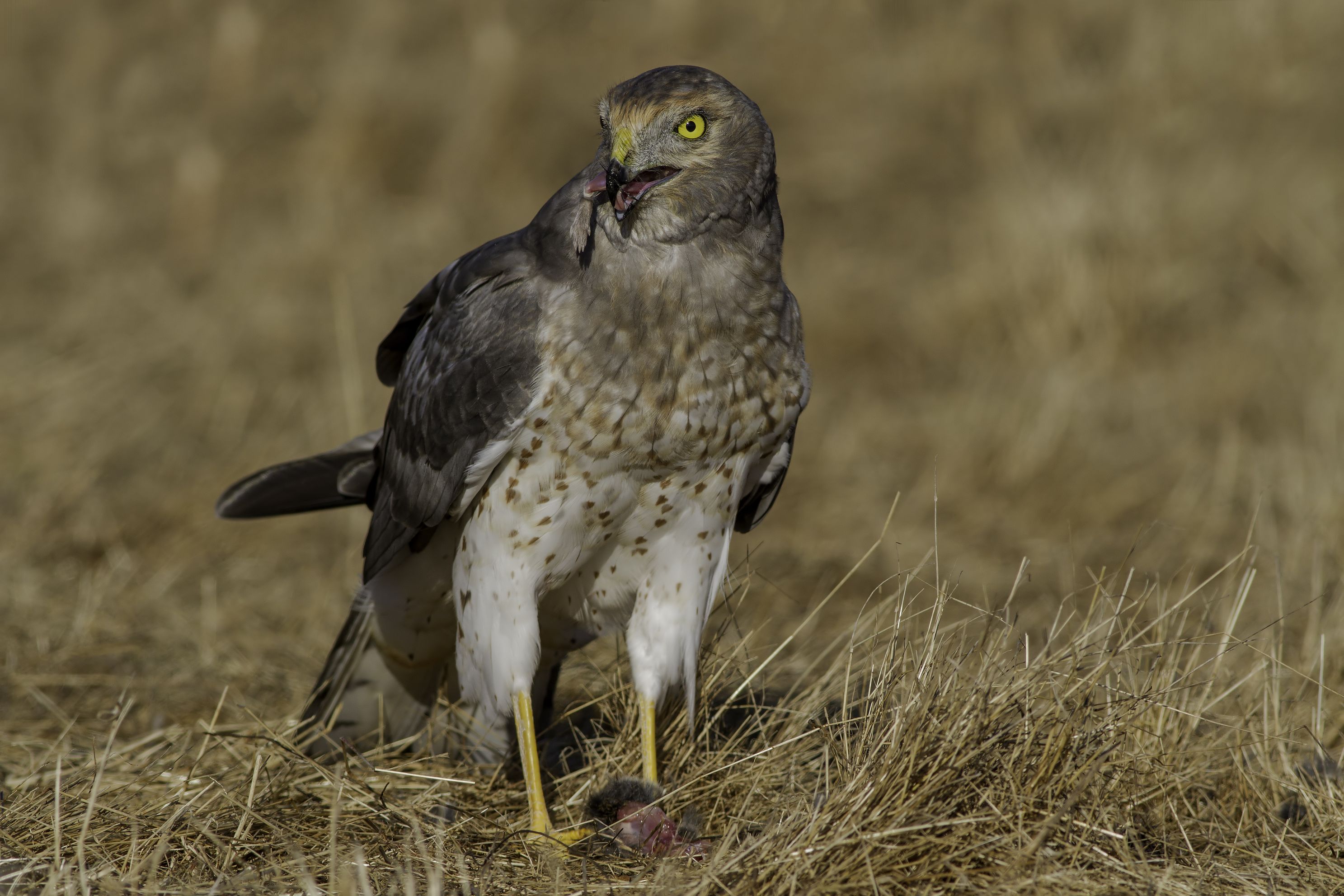 northernharrierjpg