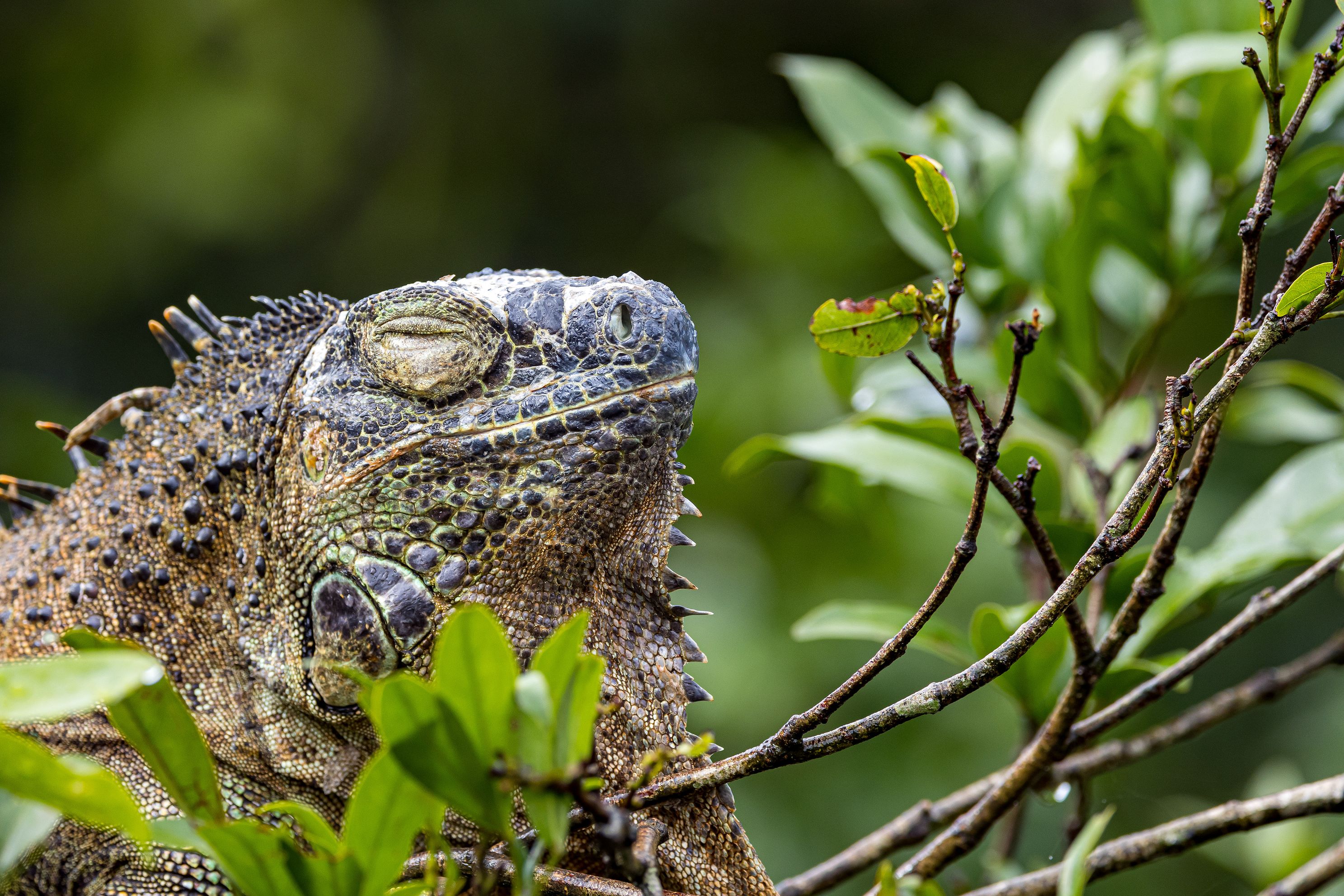Iguana