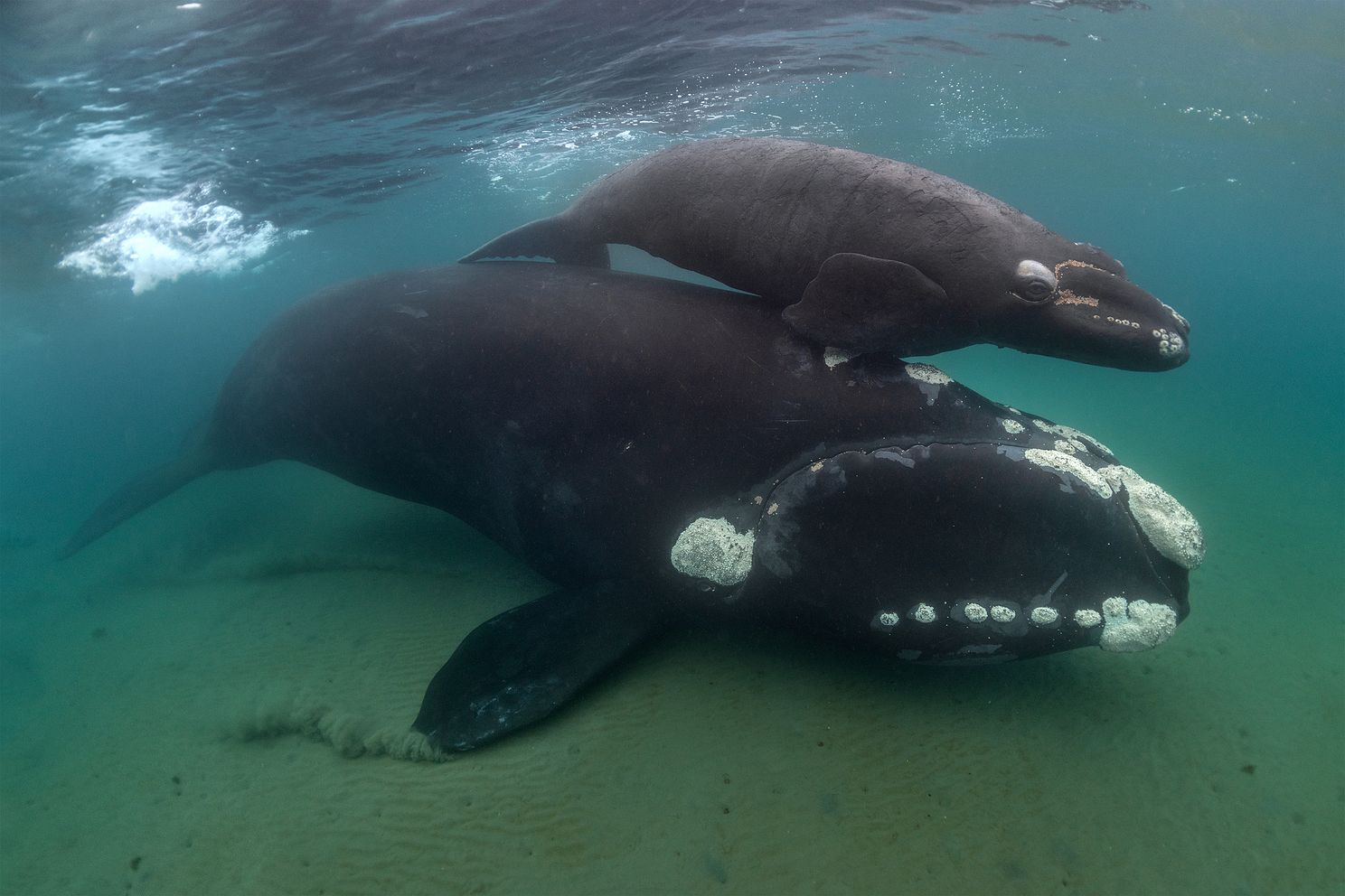 a southern right whale calf swimming alongside its mother