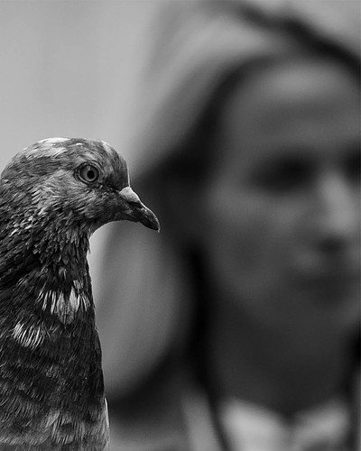 Pigeon.jpg