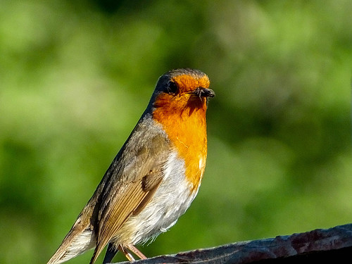 Robins Breakfast.jpg