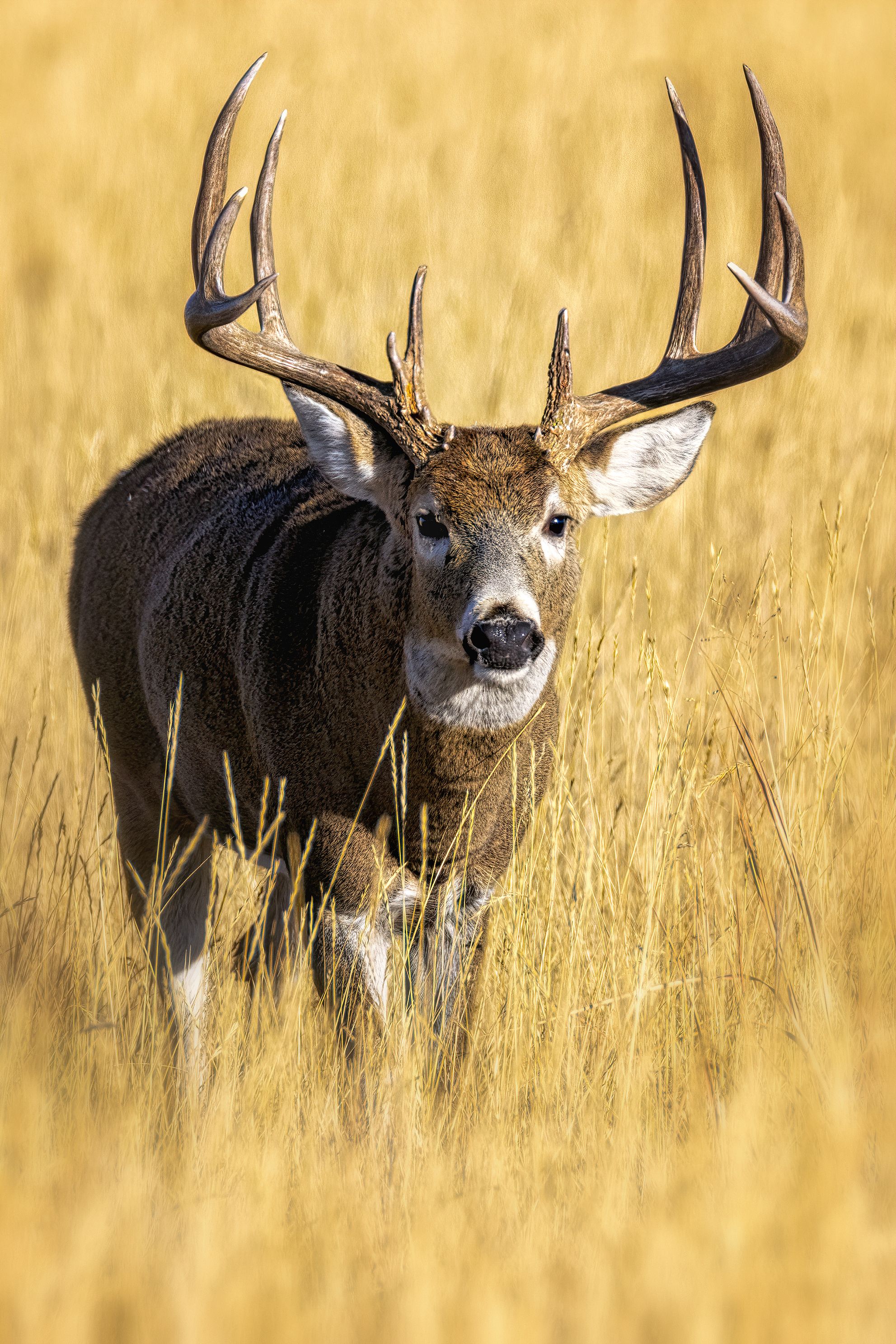 RUTDEERRMAjpg